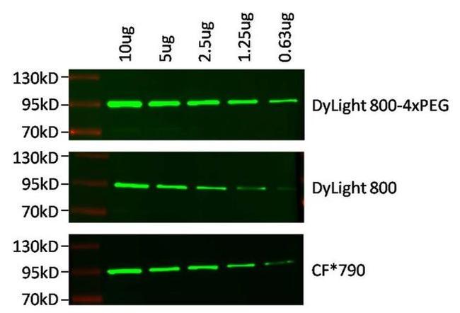 Rabbit IgG (H+L) Secondary Antibody in Western Blot (WB)