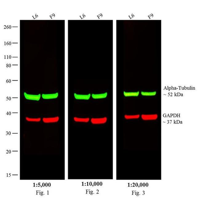 Rat IgG (H+L) Cross-Adsorbed Secondary Antibody in Western Blot (WB)