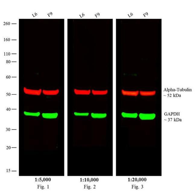 Rat IgG (H+L) Cross-Adsorbed Secondary Antibody in Western Blot (WB)