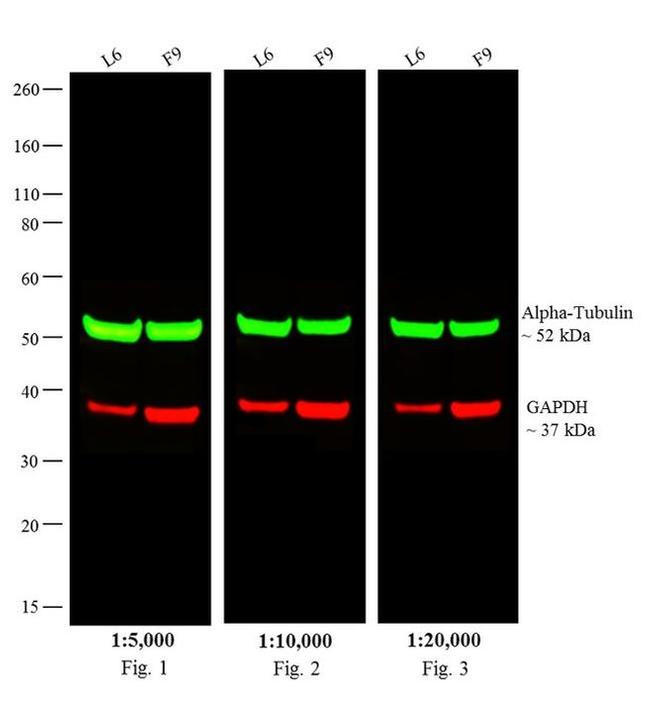 Rat IgG (H+L) Cross-Adsorbed Secondary Antibody in Western Blot (WB)