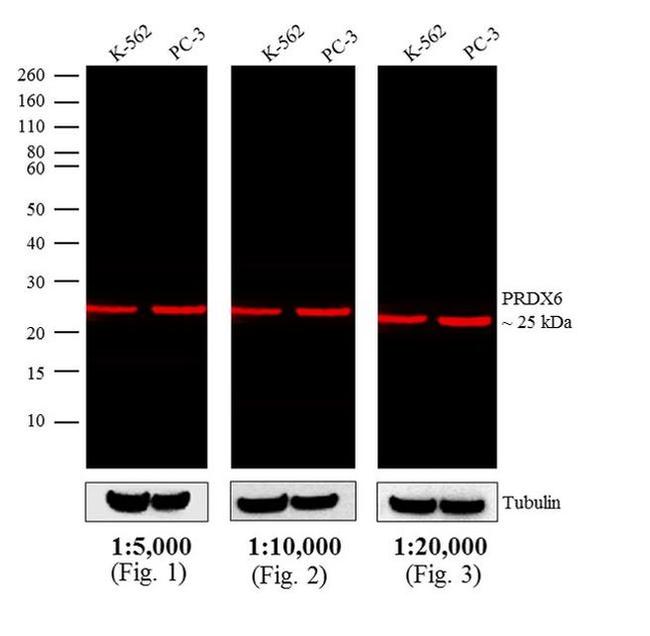 Rabbit IgG (H+L) Cross-Adsorbed Secondary Antibody in Western Blot (WB)