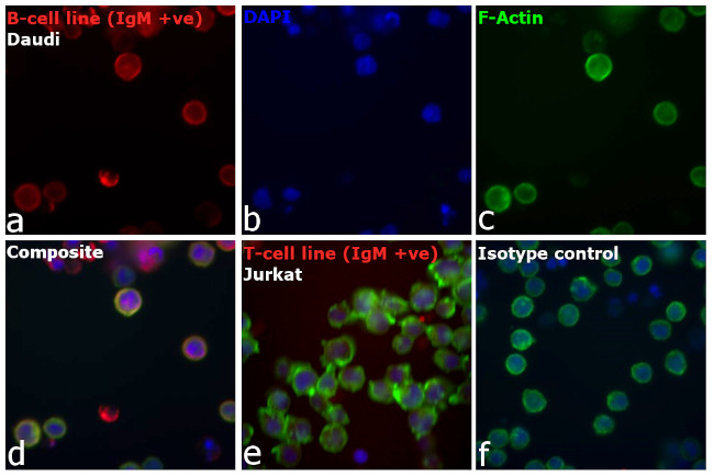 Human IgM Cross-Adsorbed Secondary Antibody in Immunocytochemistry (ICC/IF)