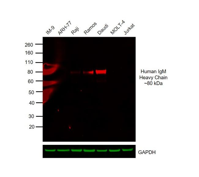 Human IgM Cross-Adsorbed Secondary Antibody in Western Blot (WB)