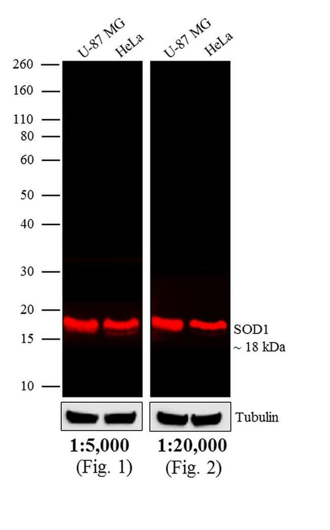 Mouse IgG (H+L) Cross-Adsorbed Secondary Antibody in Western Blot (WB)