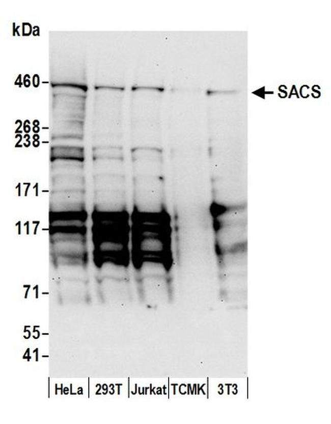 SACS Antibody in Western Blot (WB)