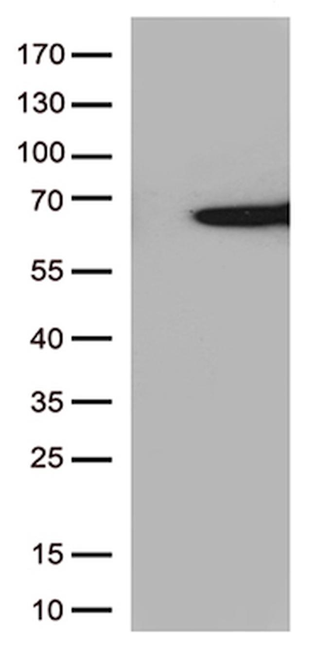 SAG Antibody in Western Blot (WB)