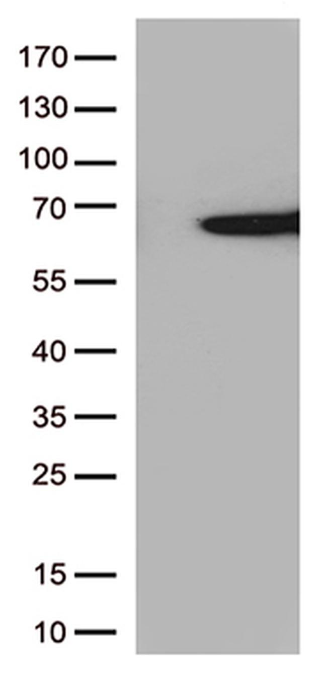 SAG Antibody in Western Blot (WB)