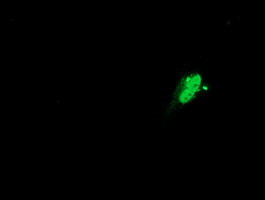 SAMHD1 Antibody in Immunocytochemistry (ICC/IF)