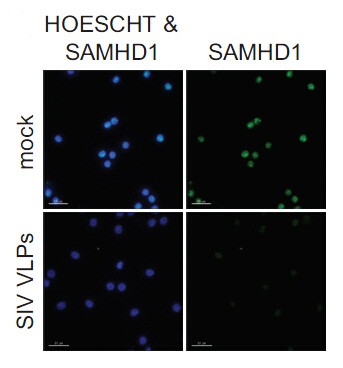 SAMHD1 Antibody in Immunocytochemistry (ICC/IF)