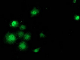 SAMHD1 Antibody in Immunocytochemistry (ICC/IF)