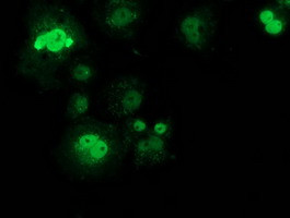 SAMHD1 Antibody in Immunocytochemistry (ICC/IF)