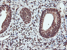 SAMHD1 Antibody in Immunohistochemistry (Paraffin) (IHC (P))