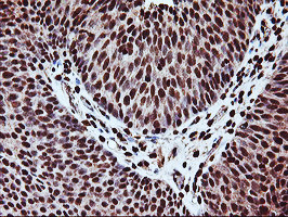 SAMHD1 Antibody in Immunohistochemistry (Paraffin) (IHC (P))