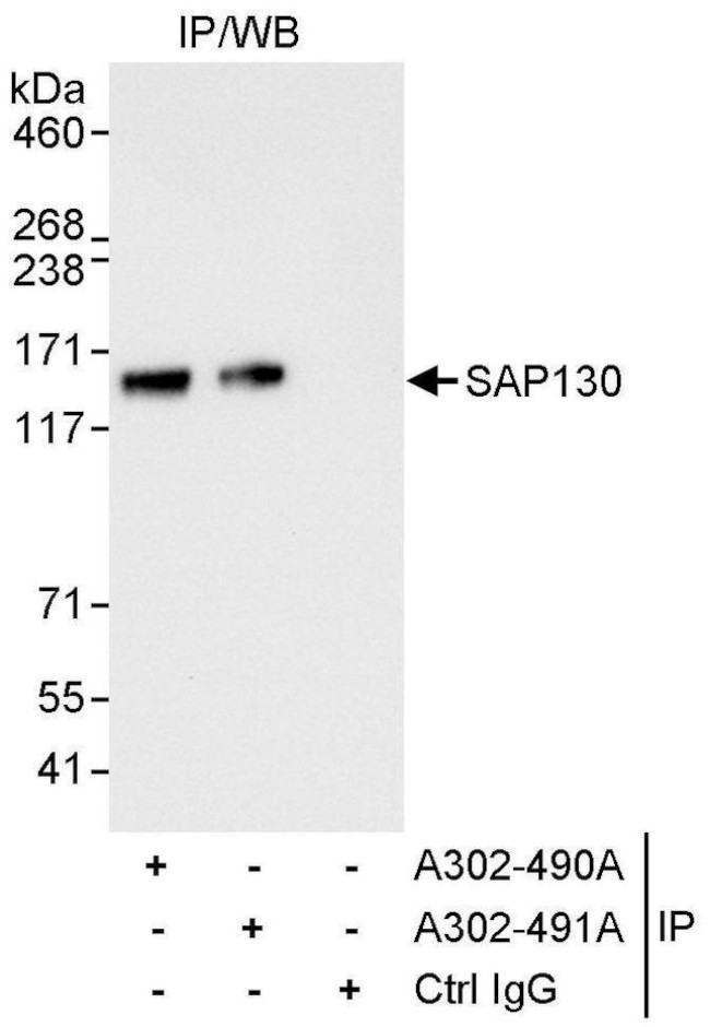 SAP130 Antibody in Immunoprecipitation (IP)