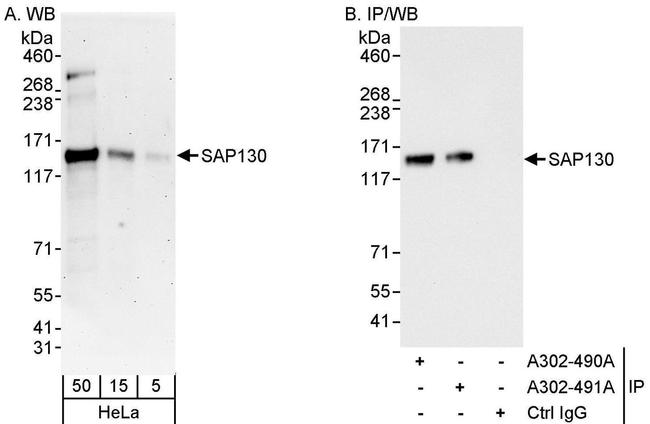 SAP130 Antibody in Western Blot (WB)