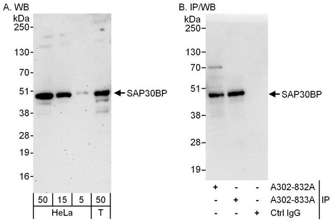 SAP30BP Antibody in Western Blot (WB)