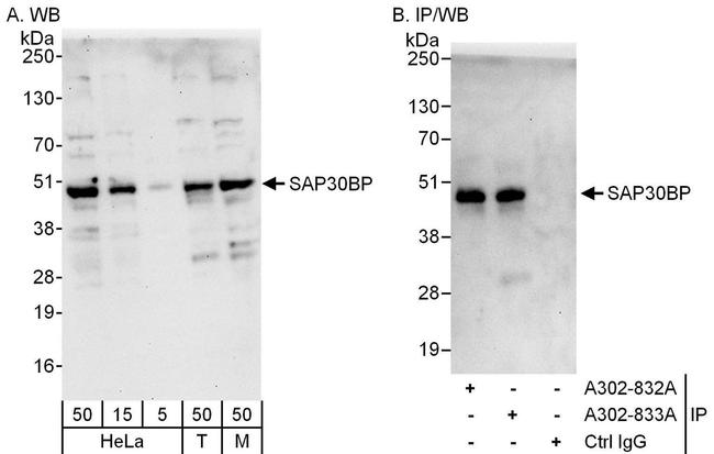 SAP30BP Antibody in Western Blot (WB)