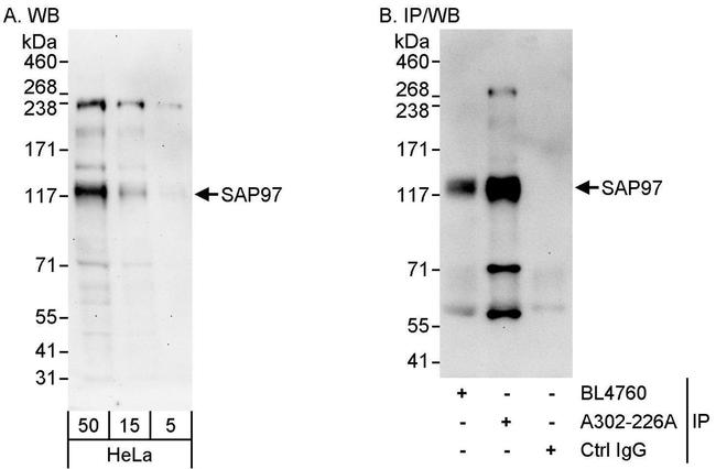 SAP97 Antibody in Western Blot (WB)