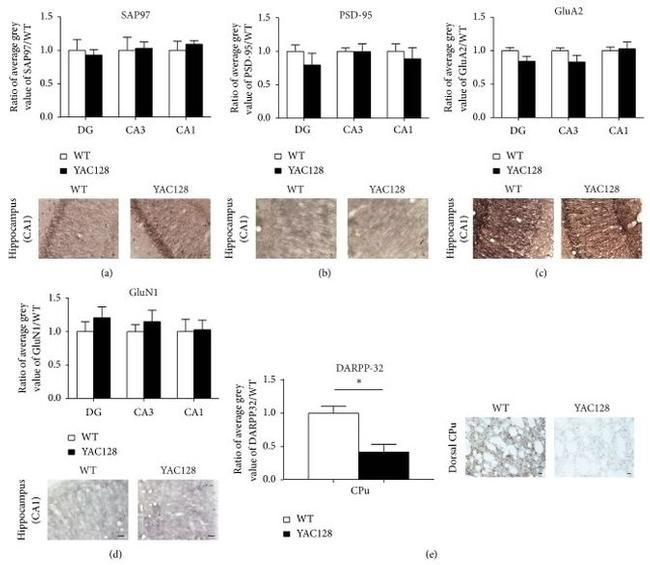 SAP97 Antibody in Immunohistochemistry - Free Floating (IHC (Free))