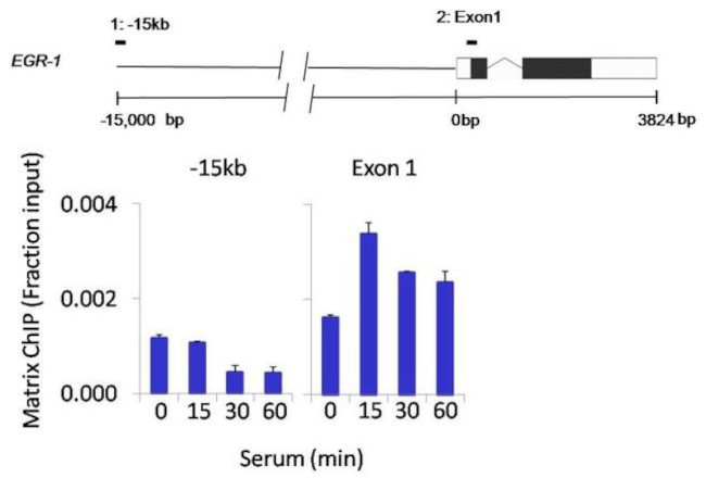 JNK1 Antibody in ChIP Assay (ChIP)