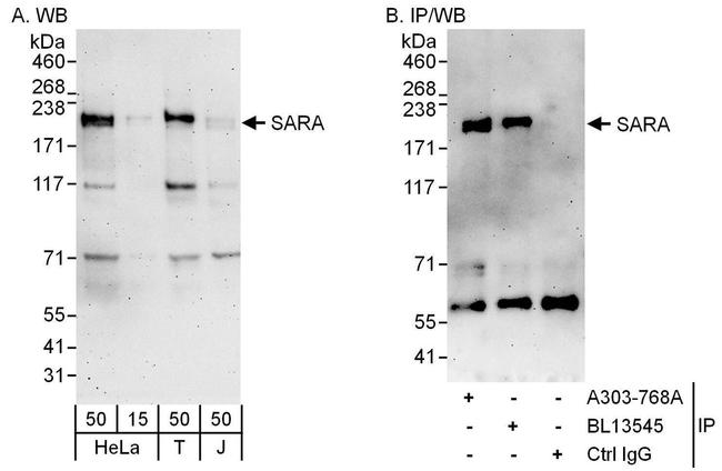 SARA Antibody in Western Blot (WB)