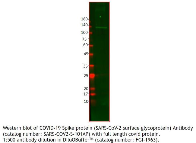 SARS-CoV-2 surface glycoprotein Antibody in Western Blot (WB)