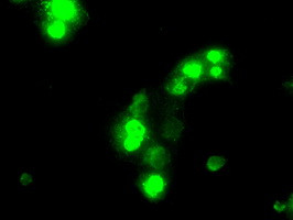 SATB1 Antibody in Immunocytochemistry (ICC/IF)