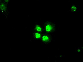 SATB1 Antibody in Immunocytochemistry (ICC/IF)