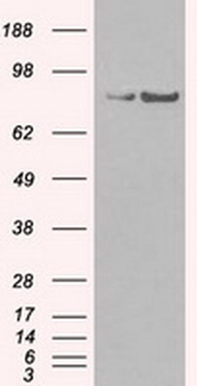 SATB1 Antibody in Western Blot (WB)