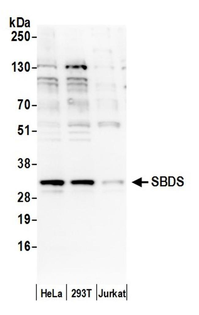 Shwachman-Bodian-Diamond Syndrome/SBDS Antibody in Western Blot (WB)