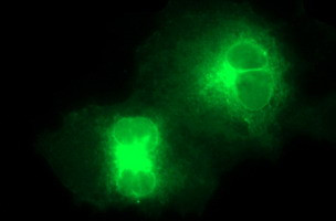 SCARB1 Antibody in Immunocytochemistry (ICC/IF)