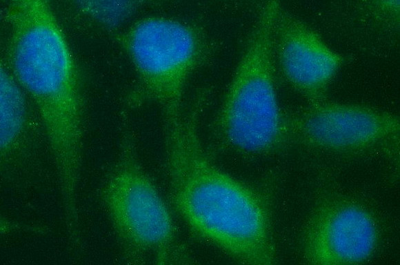 SCARB1 Antibody in Immunocytochemistry (ICC/IF)