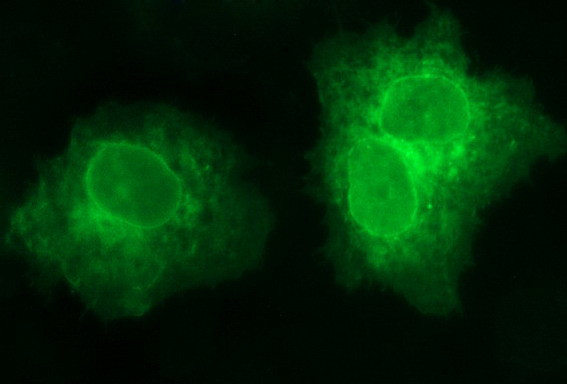 SCARB1 Antibody in Immunocytochemistry (ICC/IF)