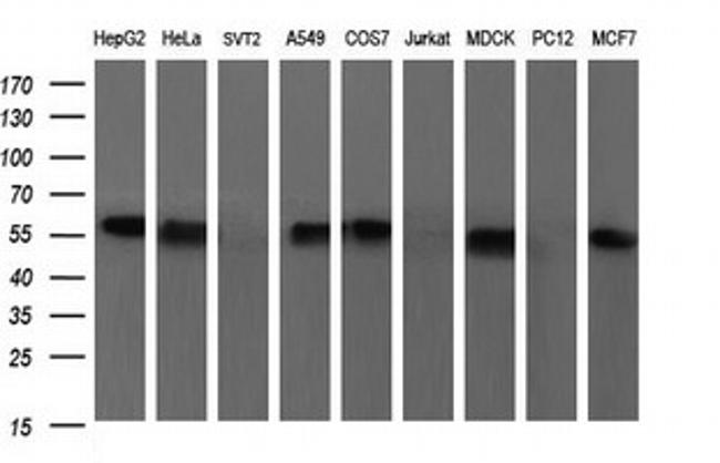 SCARB1 Antibody in Western Blot (WB)