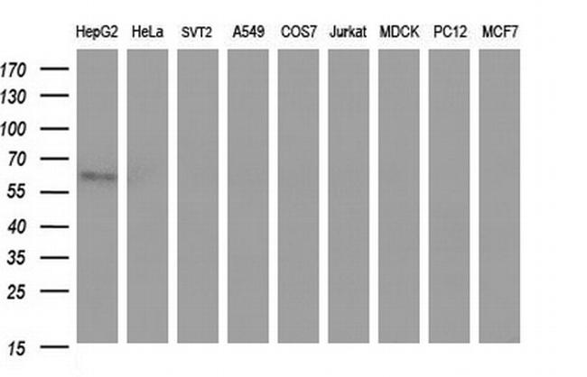 SCARB1 Antibody in Western Blot (WB)