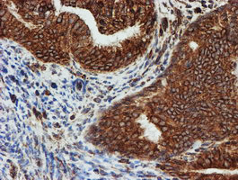 SCFD1 Antibody in Immunohistochemistry (Paraffin) (IHC (P))