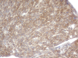 SCFD1 Antibody in Immunohistochemistry (Paraffin) (IHC (P))