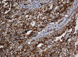 SCFD1 Antibody in Immunohistochemistry (Paraffin) (IHC (P))