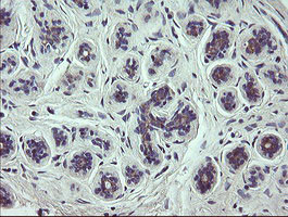 SCFD1 Antibody in Immunohistochemistry (Paraffin) (IHC (P))