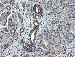 SCFD1 Antibody in Immunohistochemistry (Paraffin) (IHC (P))