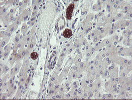 SCFD1 Antibody in Immunohistochemistry (Paraffin) (IHC (P))