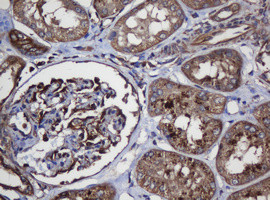 SCFD1 Antibody in Immunohistochemistry (Paraffin) (IHC (P))