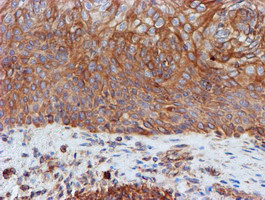 SCFD1 Antibody in Immunohistochemistry (Paraffin) (IHC (P))