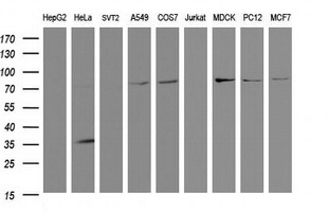 SCFD1 Antibody in Western Blot (WB)