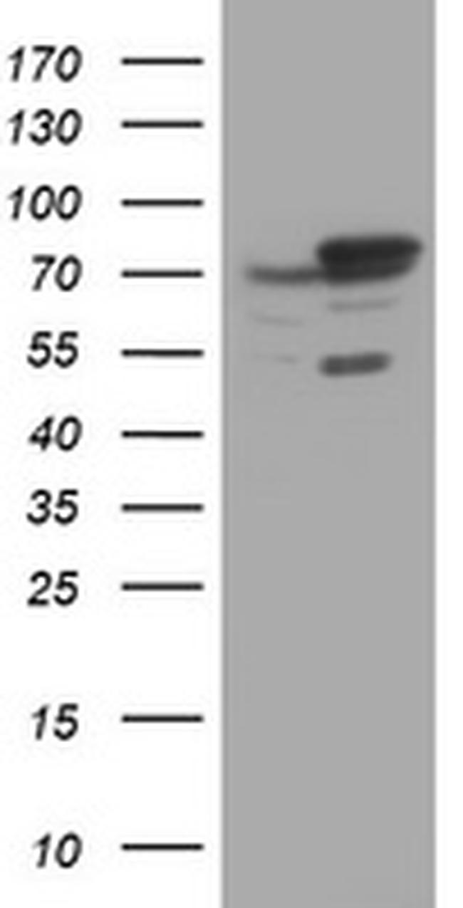 SCFD1 Antibody in Western Blot (WB)