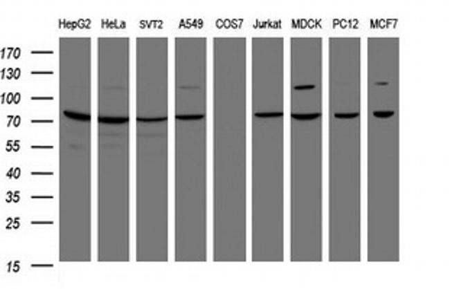 SCFD1 Antibody in Western Blot (WB)