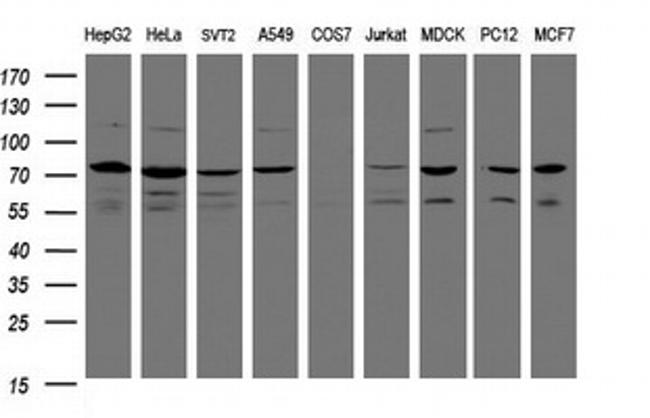 SCFD1 Antibody in Western Blot (WB)