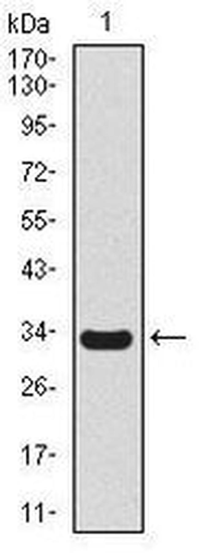 Uteroglobin Antibody in Western Blot (WB)