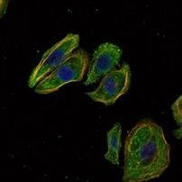 Mammaglobin A Antibody in Immunocytochemistry (ICC/IF)