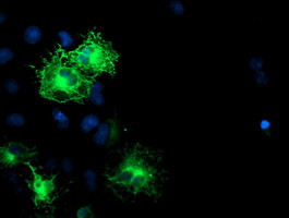 SCHIP1 Antibody in Immunocytochemistry (ICC/IF)